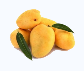 Shree Dhaani Exports Importts